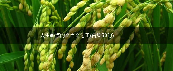 人生感悟的文言文句子(合集50句),第1张