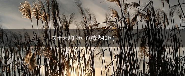 关于天赋的句子(精选40句),第1张