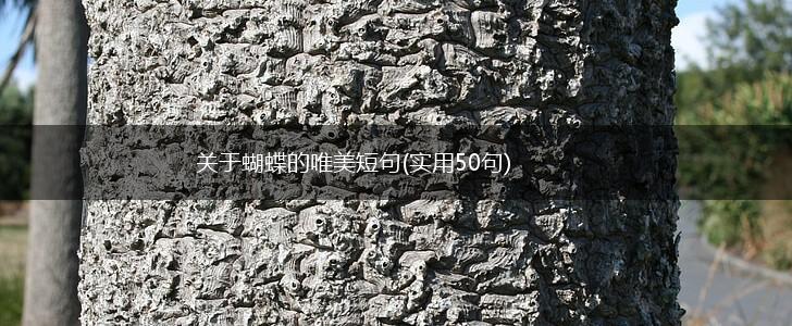 关于蝴蝶的唯美短句(实用50句),第1张