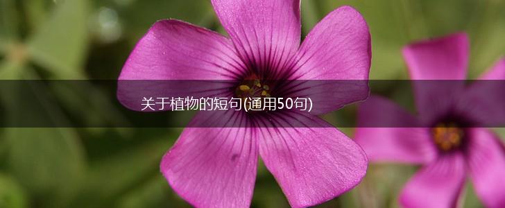 关于植物的短句(通用50句),第1张