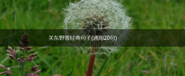 关东野客经典句子(通用20句),第1张