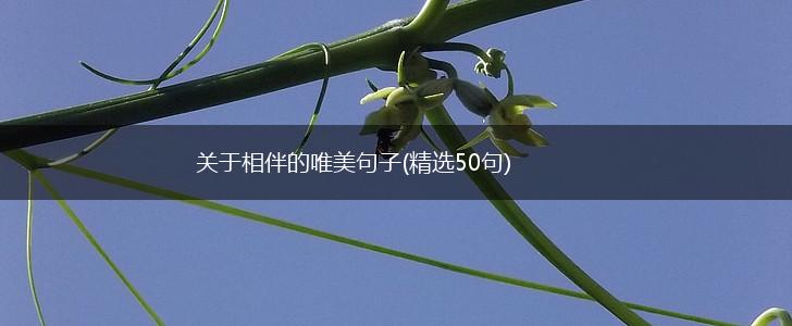 关于相伴的唯美句子(精选50句),第1张