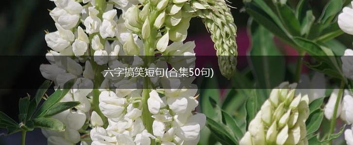 六字搞笑短句(合集50句),第1张