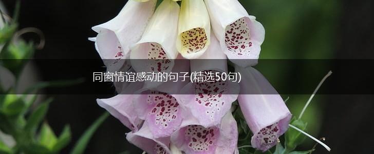 同窗情谊感动的句子(精选50句),第1张