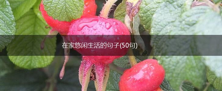 在家悠闲生活的句子(50句),第1张