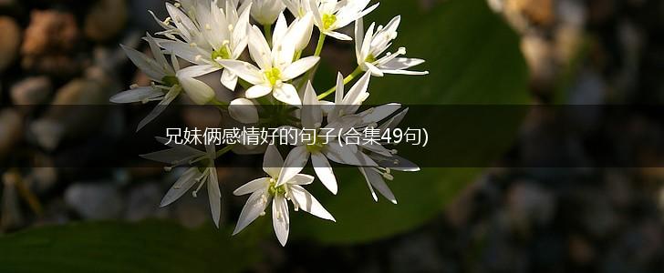 兄妹俩感情好的句子(合集49句),第1张