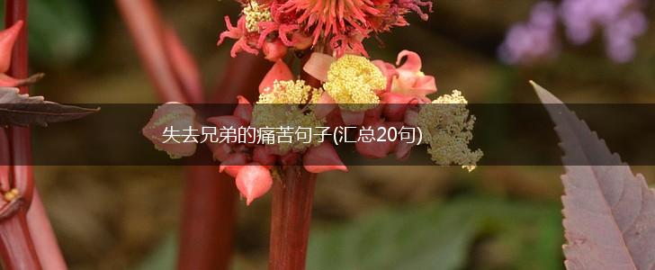 失去兄弟的痛苦句子(汇总20句),第1张