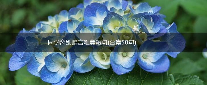 同学离别赠言唯美短句(合集50句),第1张