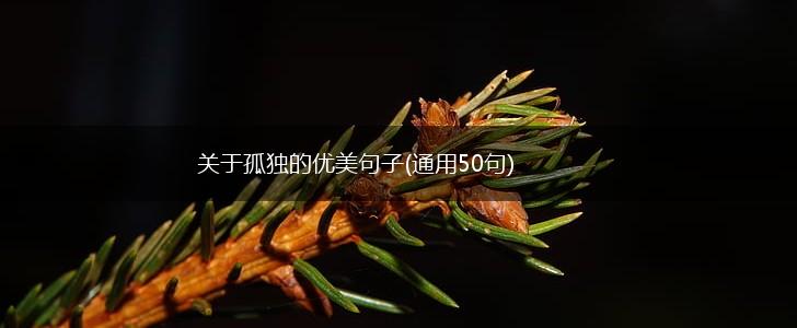 关于孤独的优美句子(通用50句),第1张