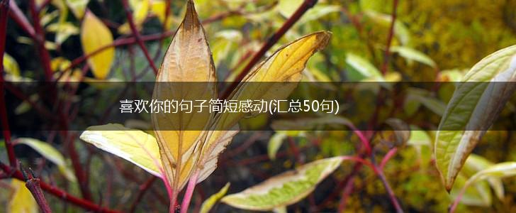 喜欢你的句子简短感动(汇总50句),第1张