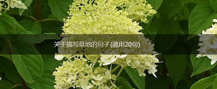 关于描写草地的句子(通用20句),第1张