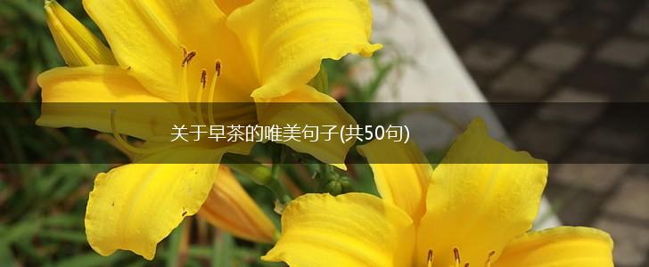关于早茶的唯美句子(共50句),第1张