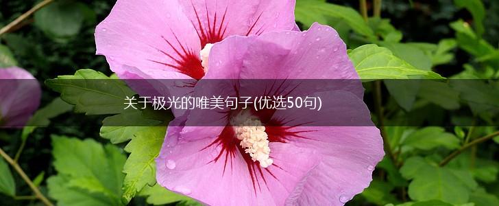 关于极光的唯美句子(优选50句),第1张