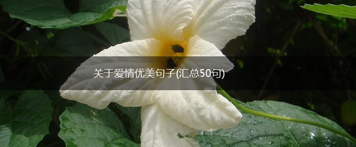 关于爱情优美句子(汇总50句),第1张