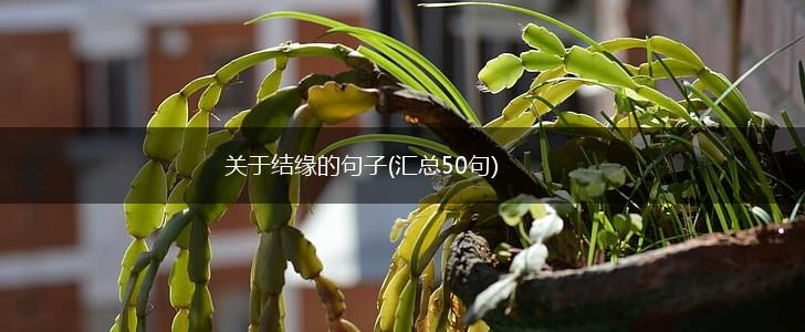关于结缘的句子(汇总50句),第1张