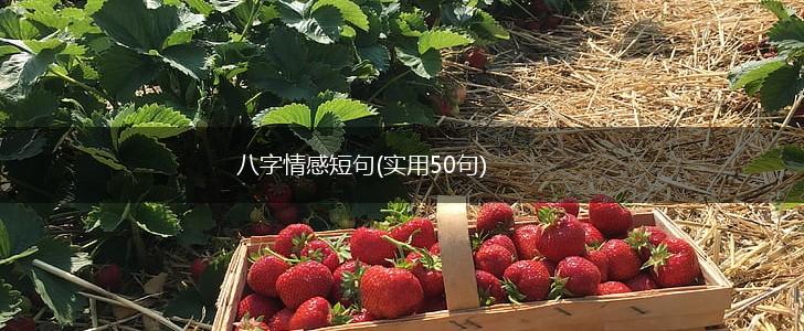 八字情感短句(实用50句),第1张