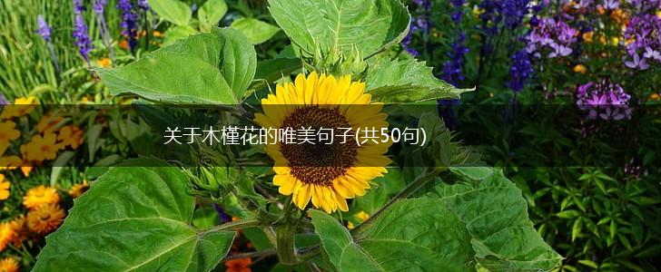 关于木槿花的唯美句子(共50句),第1张