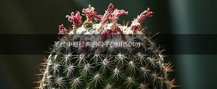 圣经中最经典的句子(通用50句),第1张