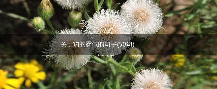 关于豹的霸气的句子(50句),第1张