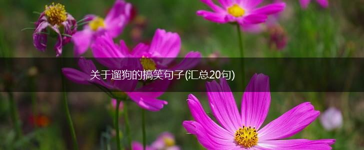 关于遛狗的搞笑句子(汇总20句),第1张