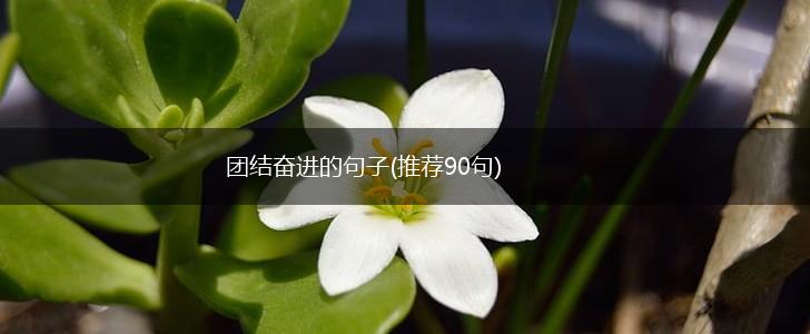 团结奋进的句子(推荐90句),第1张