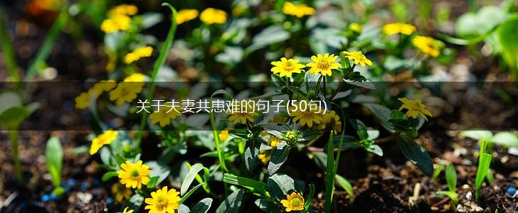 关于夫妻共患难的句子(50句),第1张
