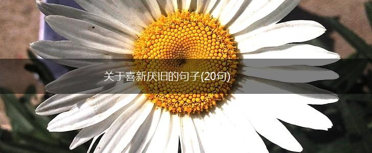 关于喜新厌旧的句子(20句),第1张