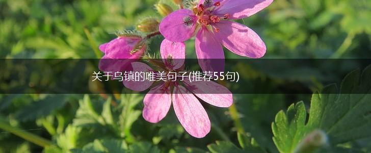 关于乌镇的唯美句子(推荐55句),第1张