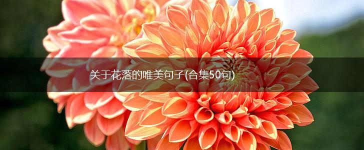 关于花落的唯美句子(合集50句),第1张