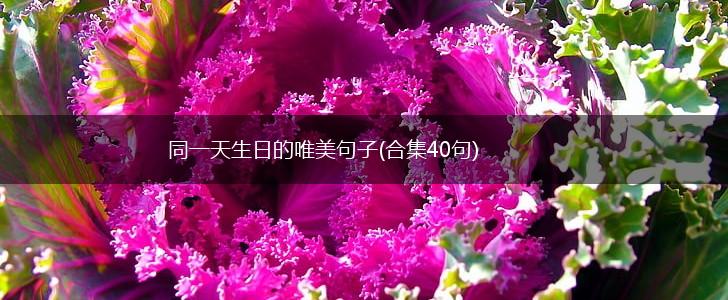 同一天生日的唯美句子(合集40句),第1张