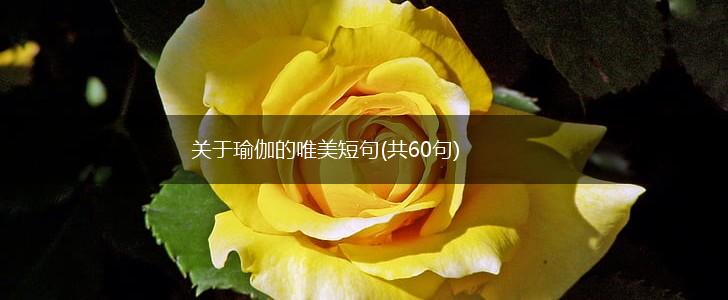 关于瑜伽的唯美短句(共60句),第1张