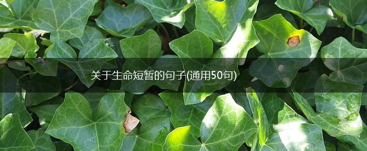 关于生命短暂的句子(通用50句),第1张 关于生命短暂的句子(通用50句),第1张