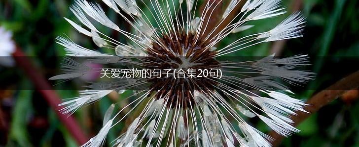 关爱宠物的句子(合集20句),第1张 关爱宠物的句子(合集20句),第1张