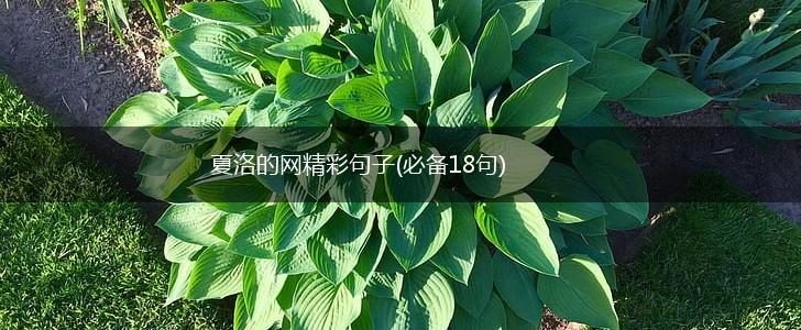 夏洛的网精彩句子(必备18句),第1张