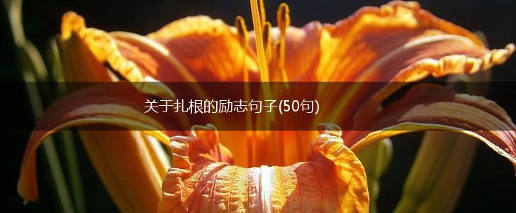 关于扎根的励志句子(50句),第1张