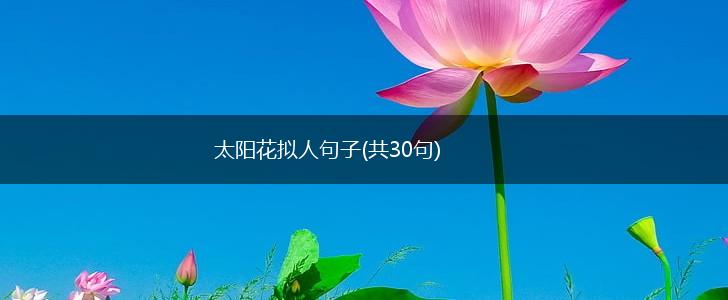 太阳花拟人句子(共30句),第1张