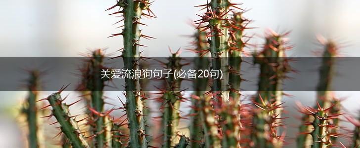 关爱流浪狗句子(必备20句),第1张