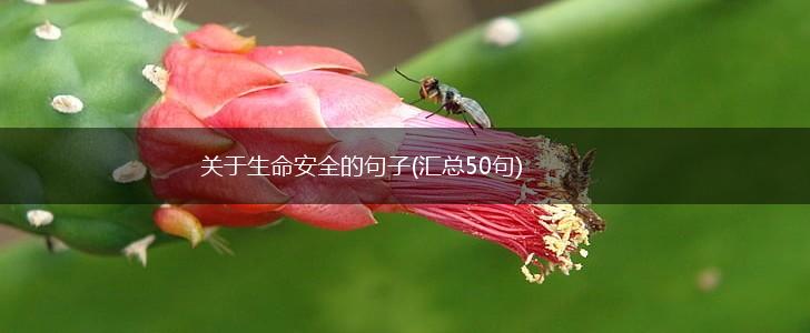 关于生命安全的句子(汇总50句),第1张