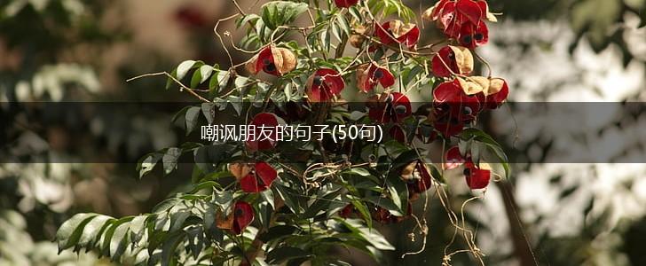 嘲讽朋友的句子(50句),第1张