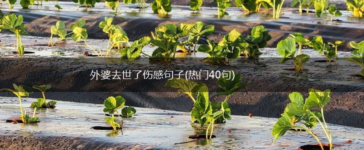外婆去世了伤感句子(热门40句),第1张