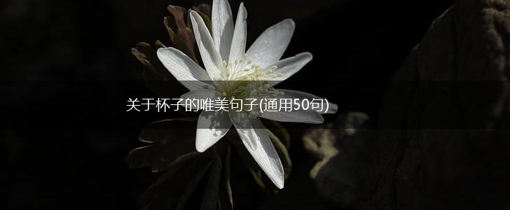 关于杯子的唯美句子(通用50句),第1张