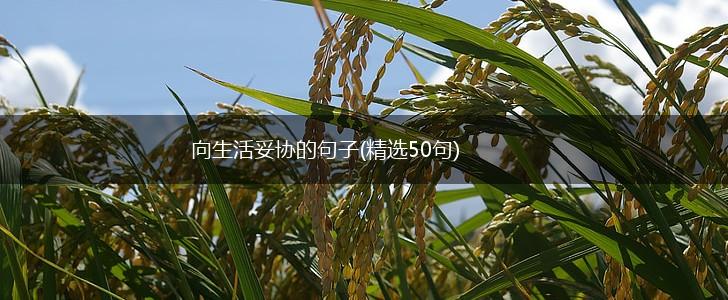 向生活妥协的句子(精选50句),第1张