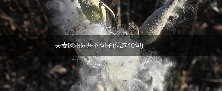 夫妻风雨同舟的句子(优选40句),第1张
