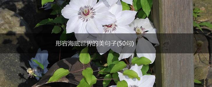 形容海底世界的美句子(50句),第1张