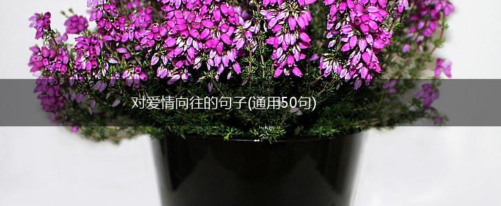 对爱情向往的句子(通用50句),第1张