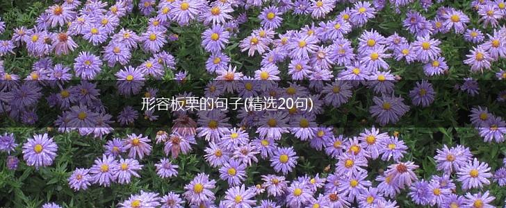 形容板栗的句子(精选20句),第1张