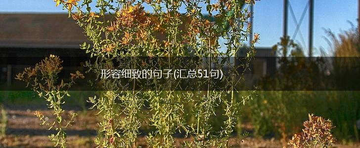 形容细致的句子(汇总51句),第1张