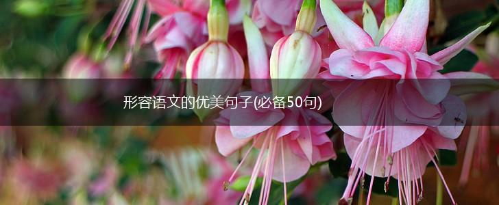 形容语文的优美句子(必备50句),第1张