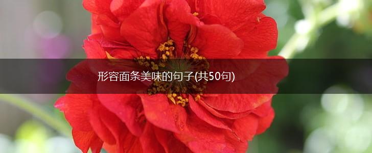 形容面条美味的句子(共50句),第1张
