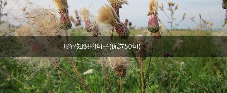 形容知识的句子(优选50句),第1张